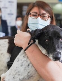 Campaña de vacunación antirrábica canina
