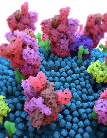 Variants of concern” of the virus that causes COVID-19, SARS-CoV-2