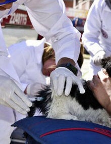 Vacunación de perros contra la rabia