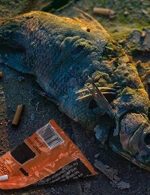 Dead fish due to contaminated waters