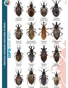 Principales Triatominos Domiciliados de México