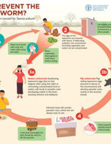 Inforgrapghic on how to prevent the pork tapeworm