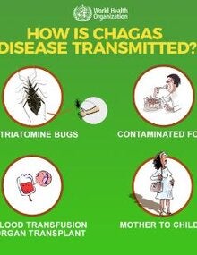 Social Media: How is the Chagas disease transmitted?