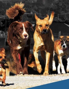 Group of five dogs in different sizes and breeds