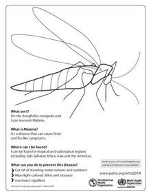 Coloring Sheet - Anopheles