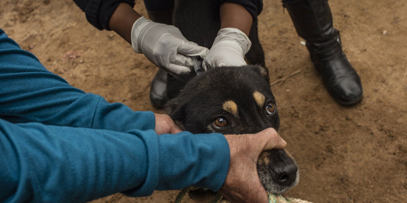Perro recibiendo vacuna contra la rabia