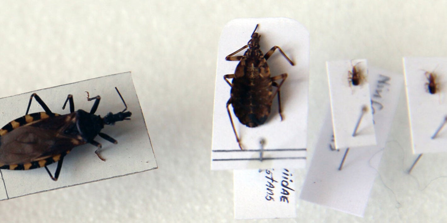 Chagas specimens