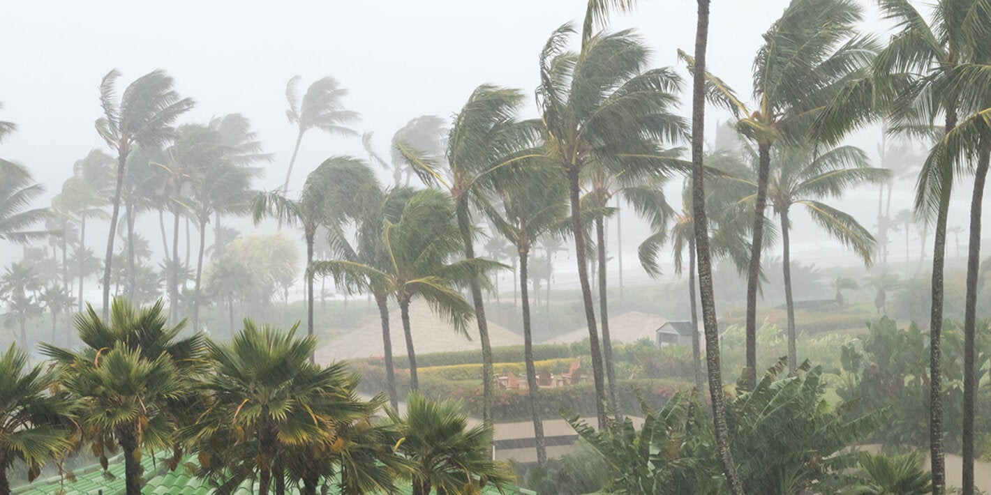 palm trees in a hurricane
