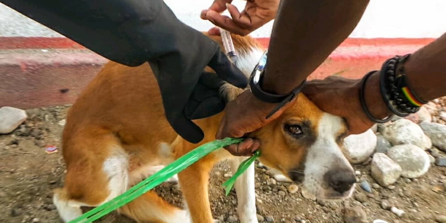 a dog calmly receives his rabies vaccination