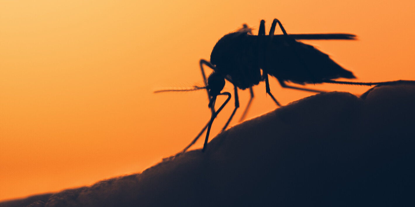 Por meio do World Mosquito Program, conduzido no Brasil pela Fiocruz, a OPAS concluiu a avaliação externa do uso da Wolbachia na cidade de Niterói