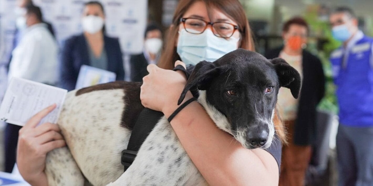 Campaña de vacunación antirrábica canina