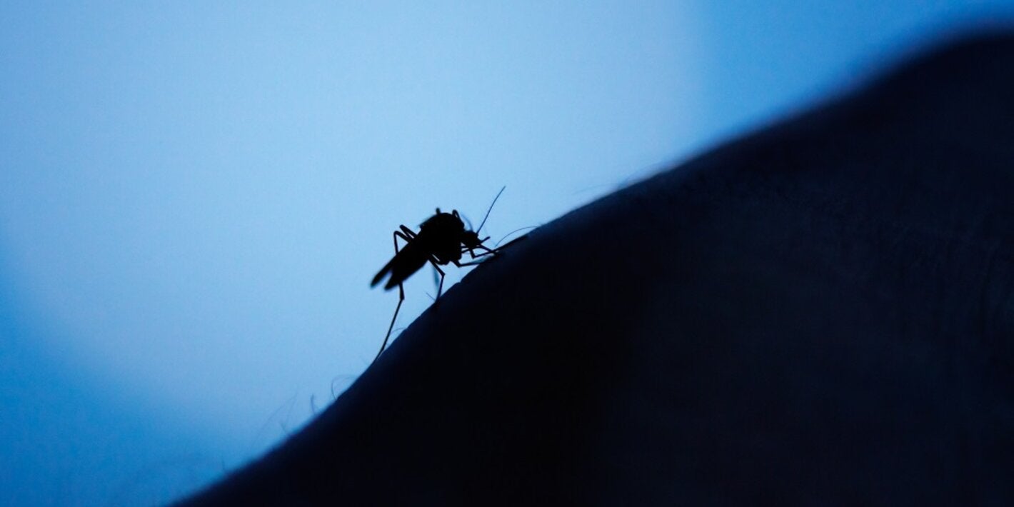 Mosquito Aedes em braço humano