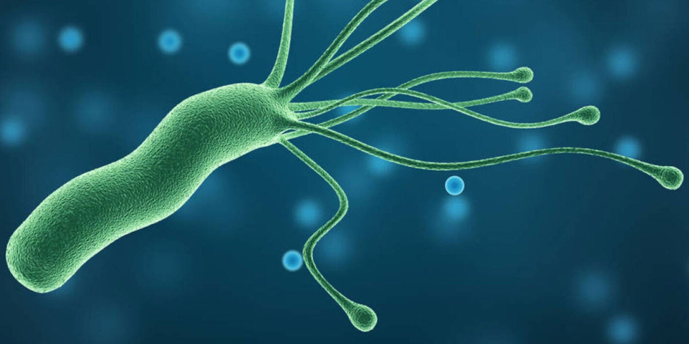 bacteria ericobacter