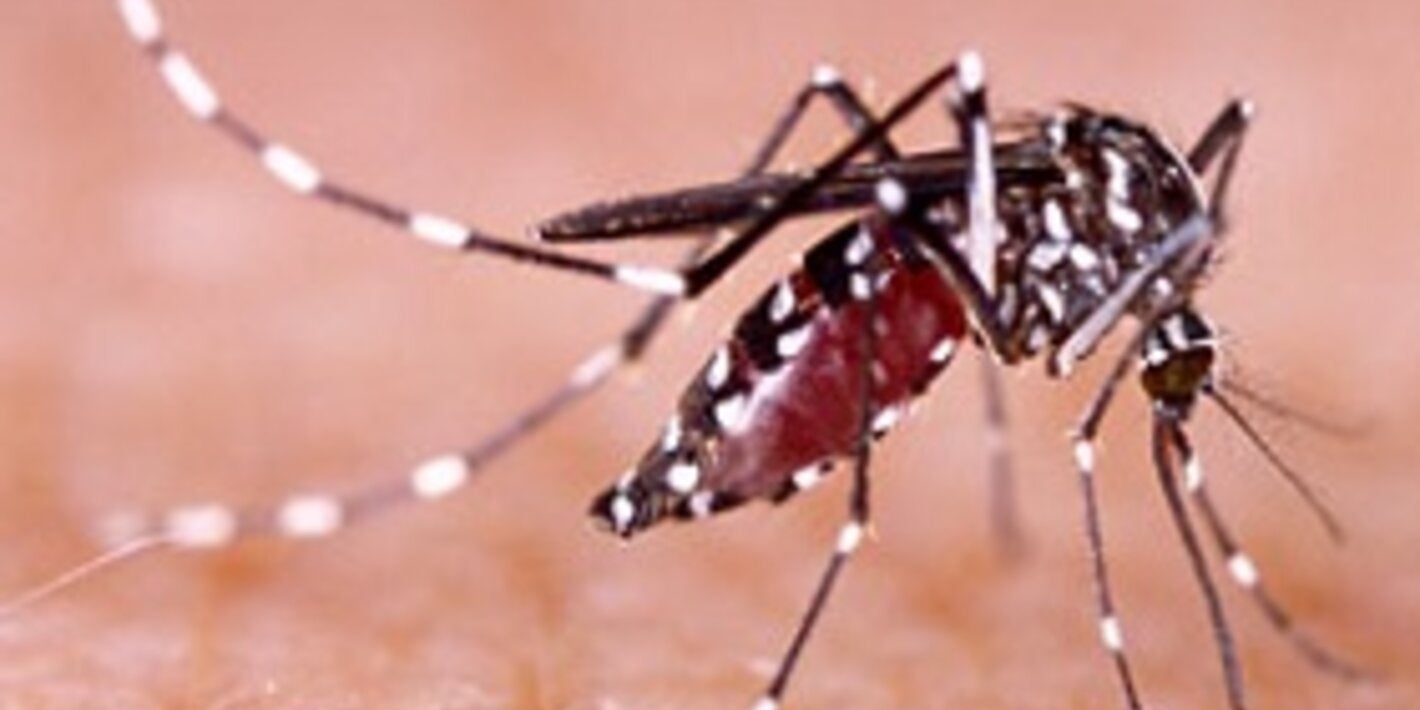 dengue