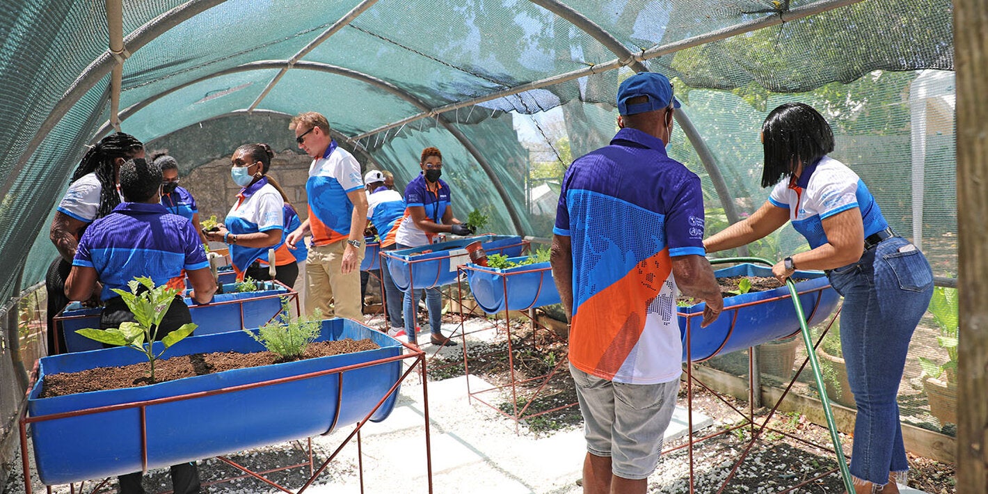 Staff planting vegetables