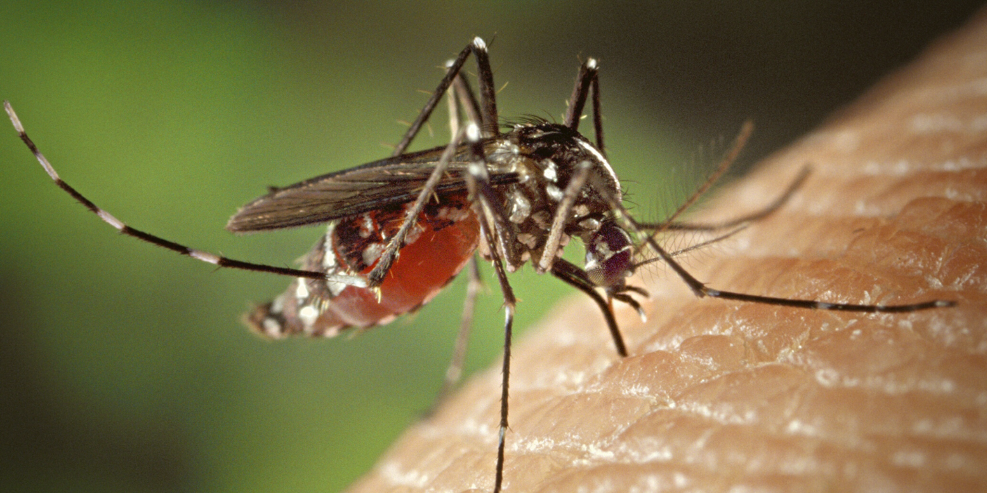 mosquito-malaria-2022-pan-1500x750.png