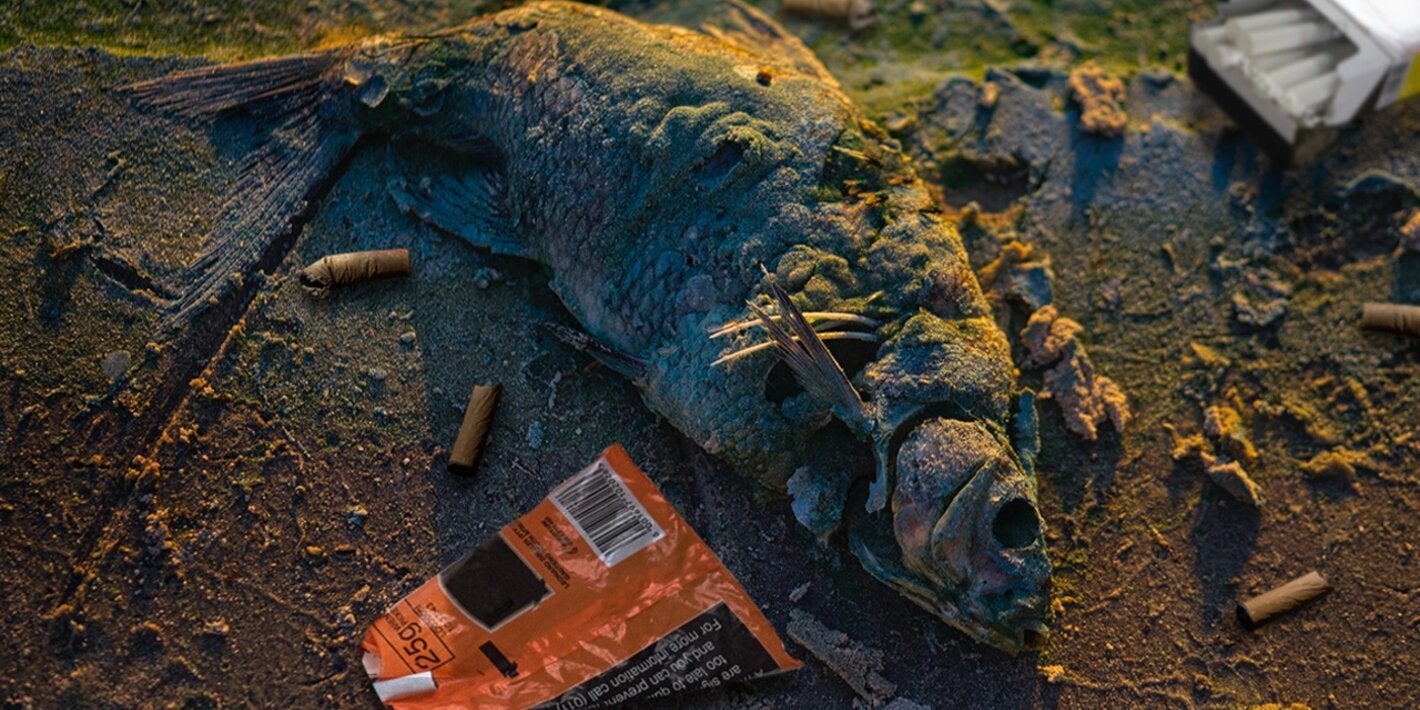 Dead fish due to contaminated waters