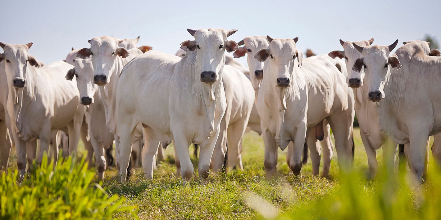 Cattle in the field in South America