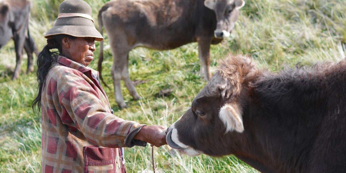 Vacas, libre de fiebre aftosa sin vacunación