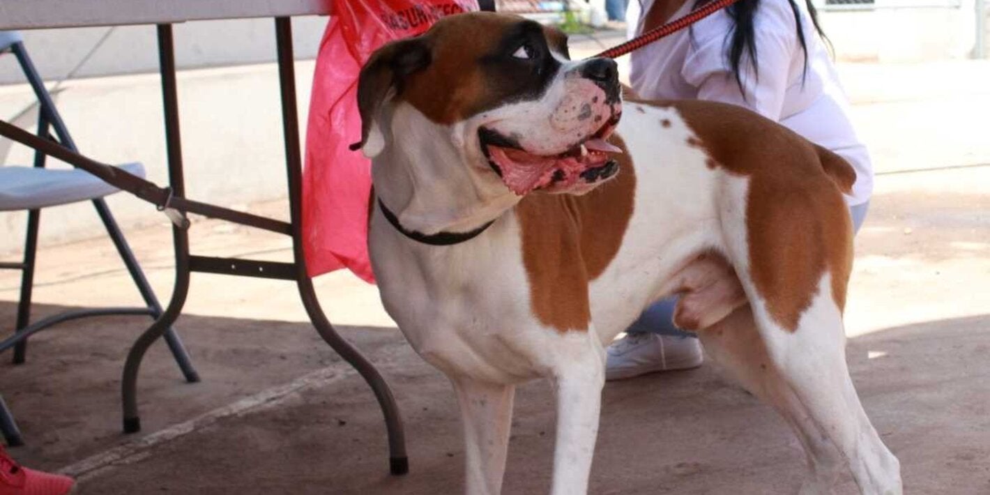 Aplicación de vacuna a un perro