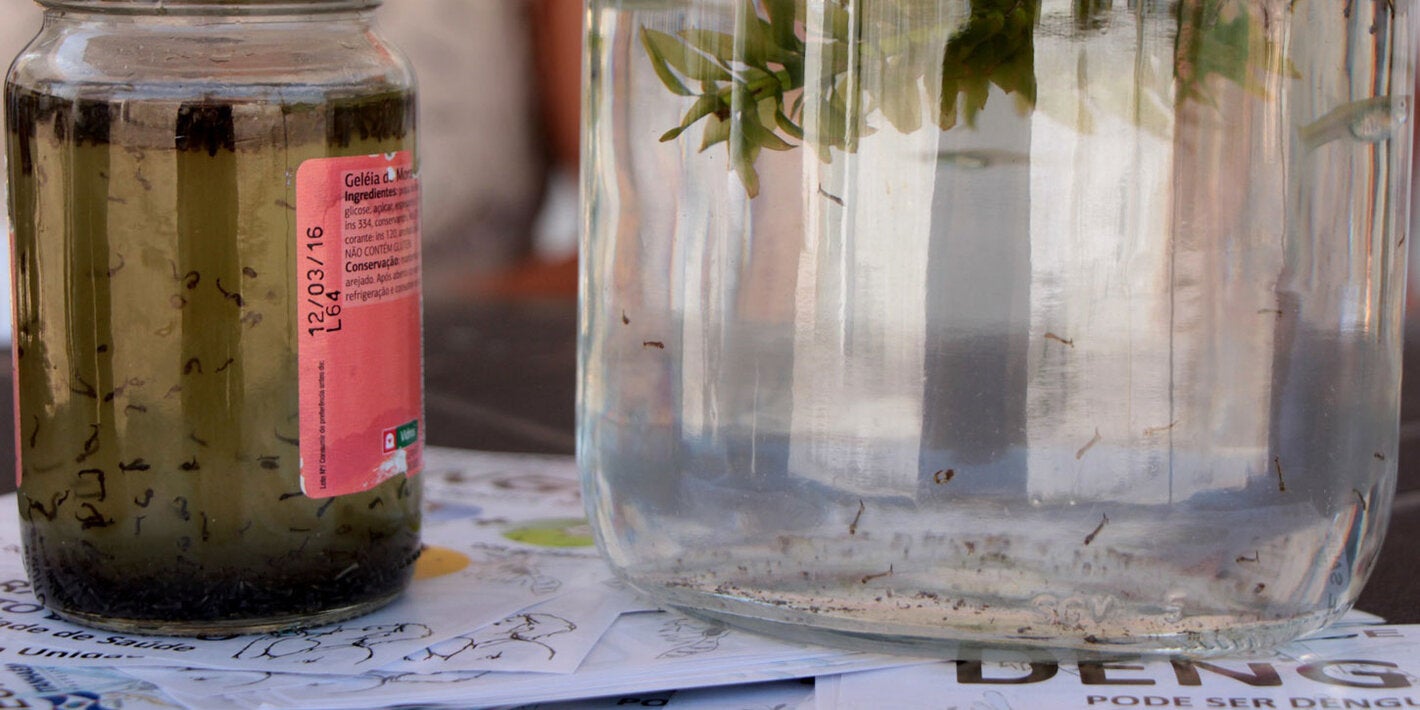 lucha contra el dengue