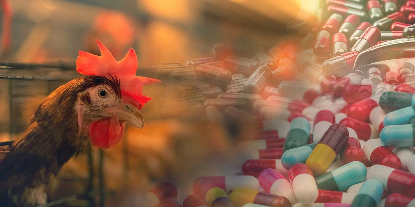 Ecuador protects human health by restricting use of antibiotics in poultry farming