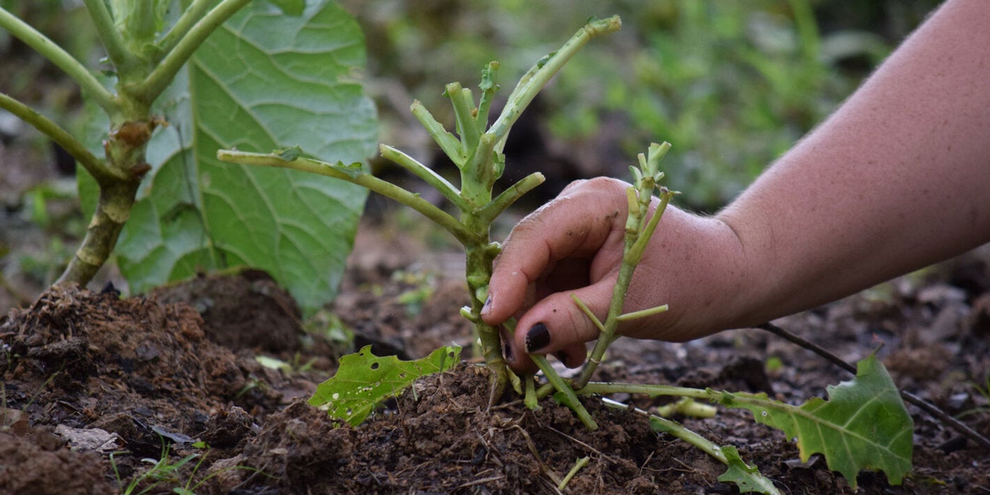 una mujer cuida planta