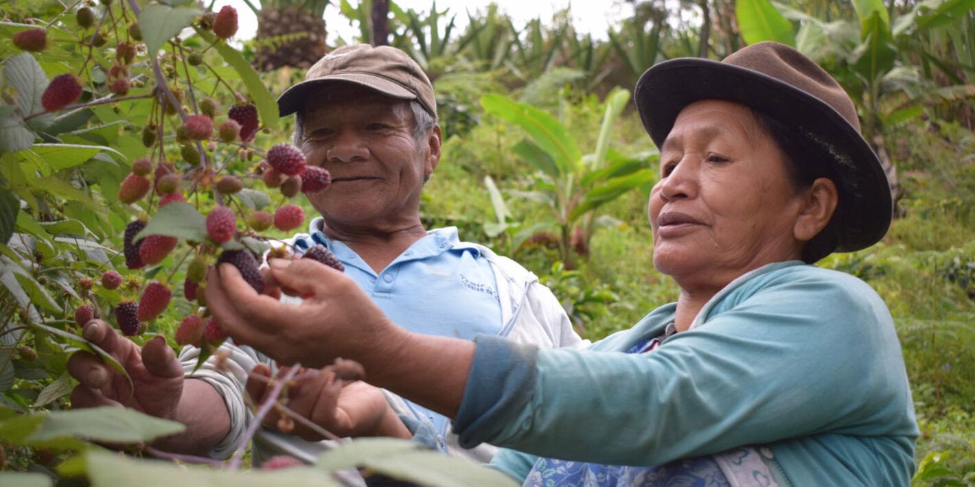 Man and picking strawberries