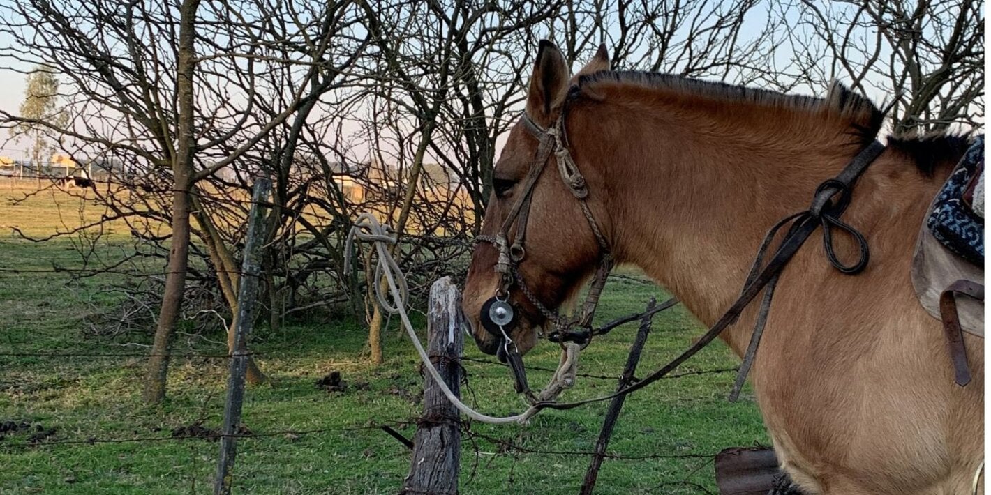 Foto de caballo en el campo
