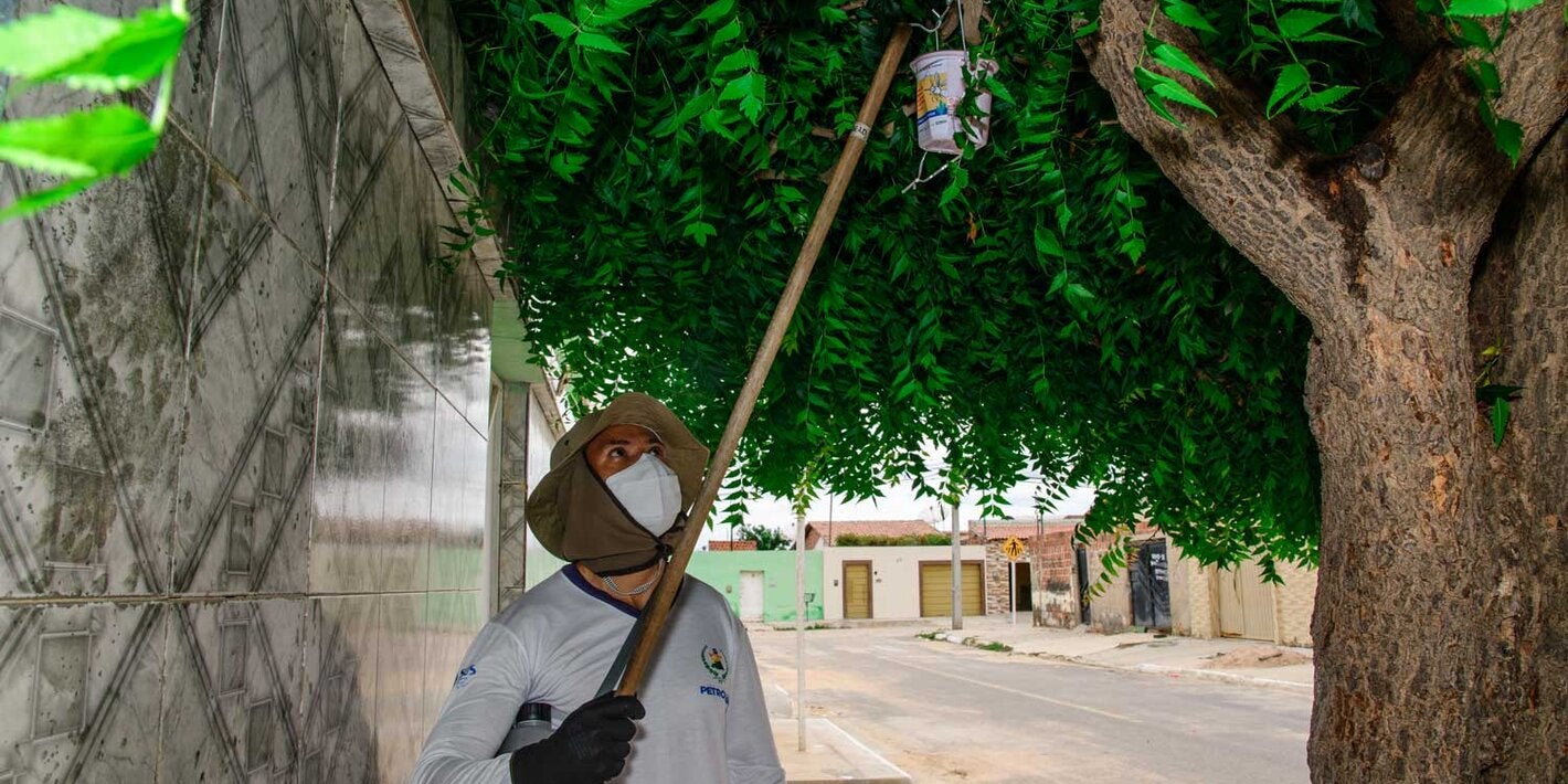 soltura dos mosquitos