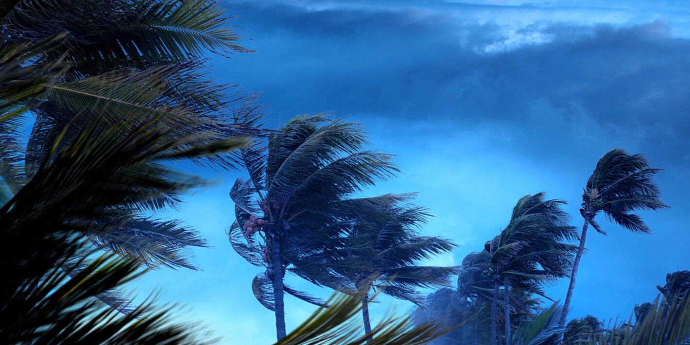 Trees blowing in hurricane force winds