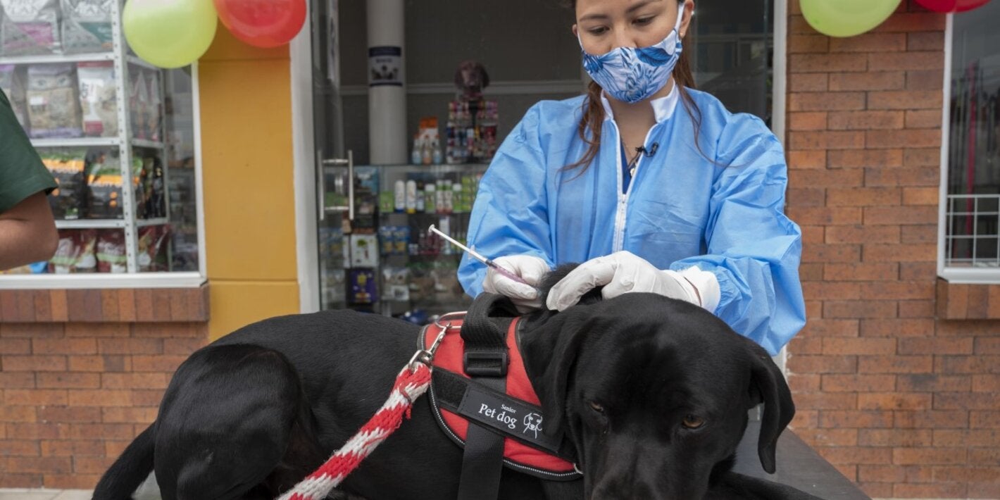 antimicrobianos en animales de compañía