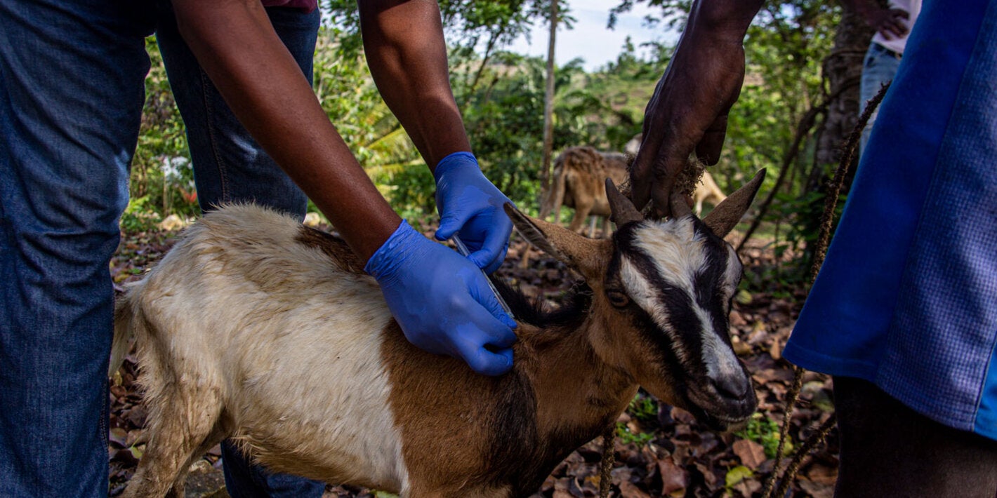 Inoculating goat against Anthrax