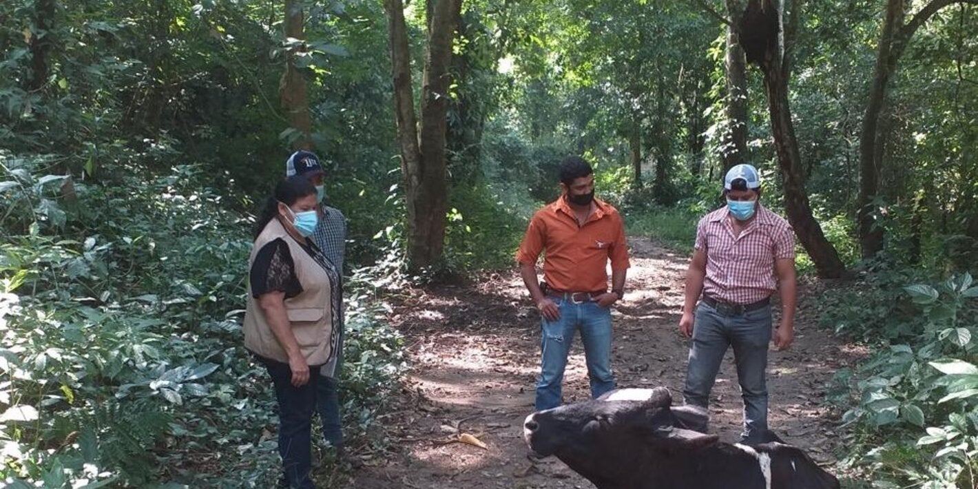 Reina Teresa Velasquez haciendo trabajo de campo supervisión rabia bovina hnd