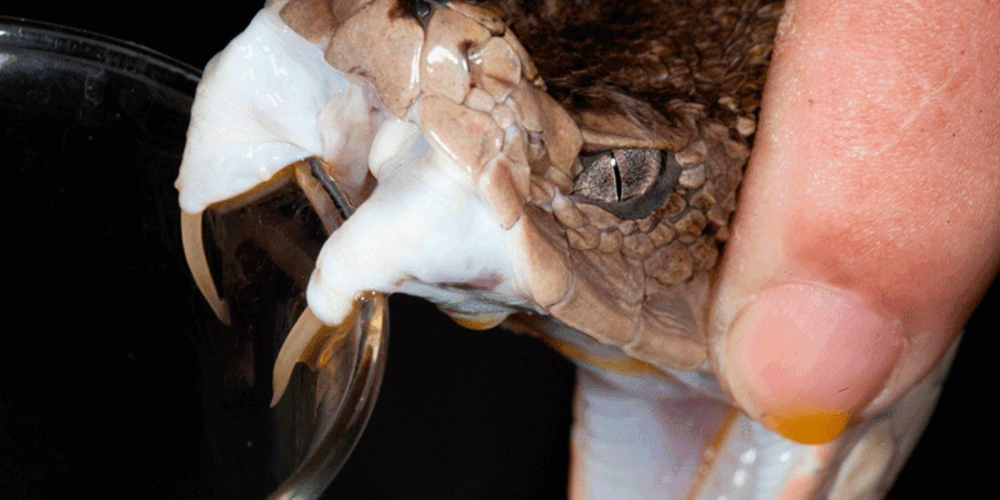 extracción de veneno de una serpiente