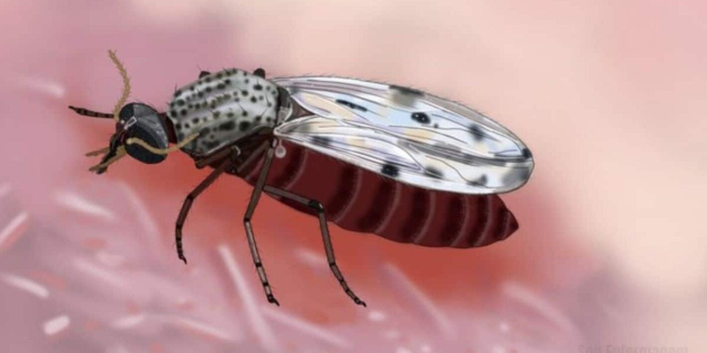 Ilustración del culicoides