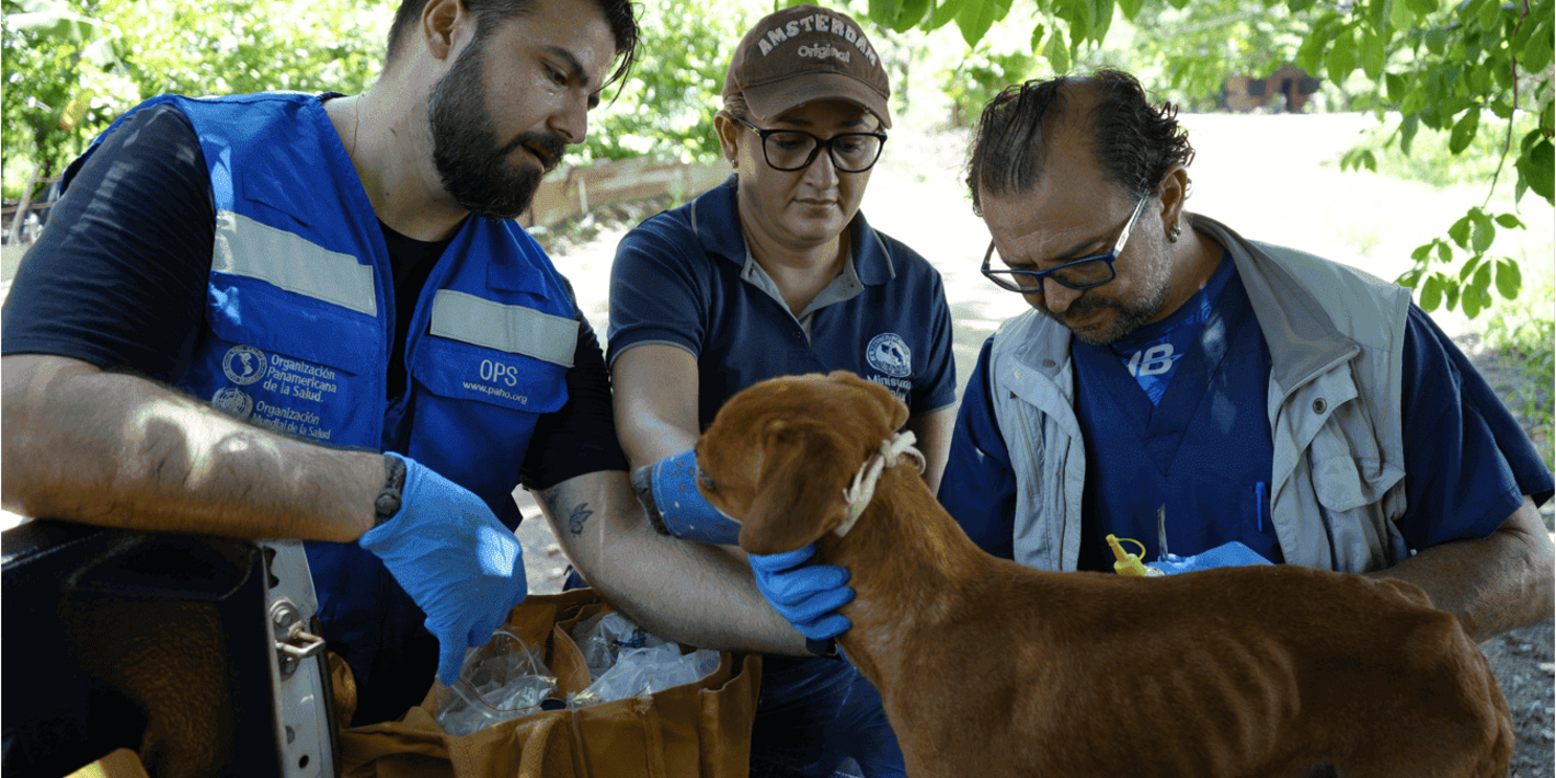 Profesionales a cargo del estudio durante la revisión de uno de los perros de la comunidad
