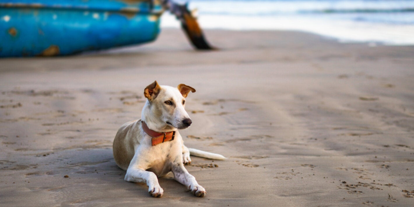 Dog on beach