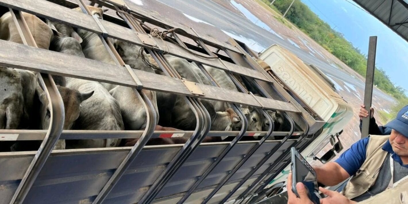 técnicos de SENACSA, Paraguay y camión con ganado