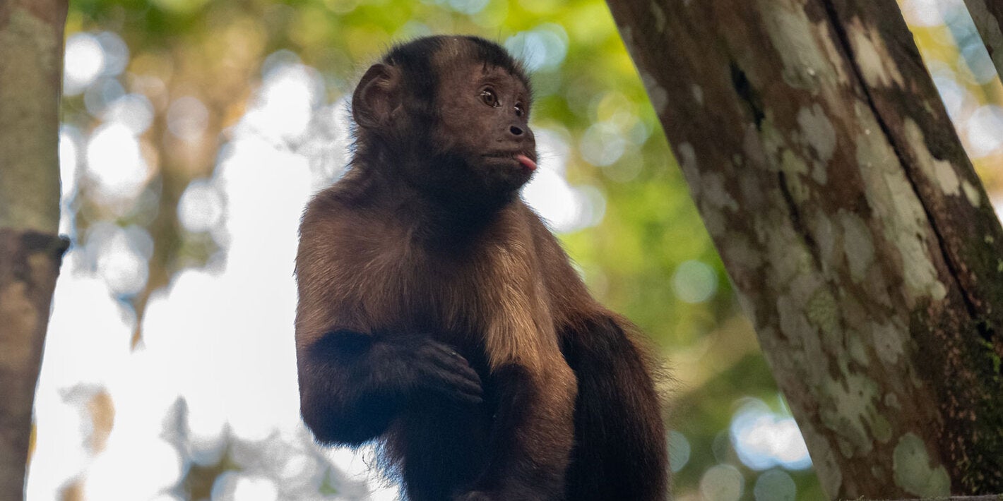 Monkey in the Colombian Amazon. Monkeys are natural sentinels: their death can provide early warning of the spread of the yellow fever virus, allowing immediate control measures to be implemented.