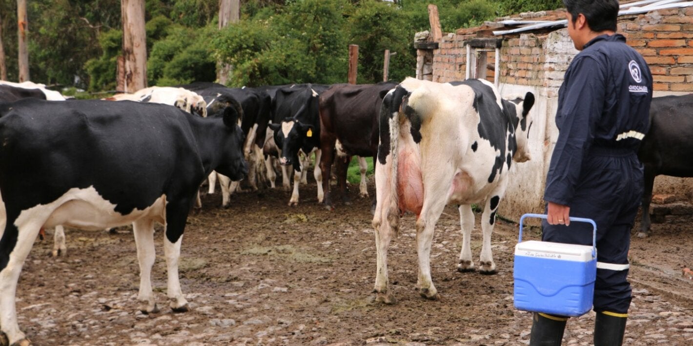 médico veterinario de AGROCALIDAD, Ecuador, con vacas