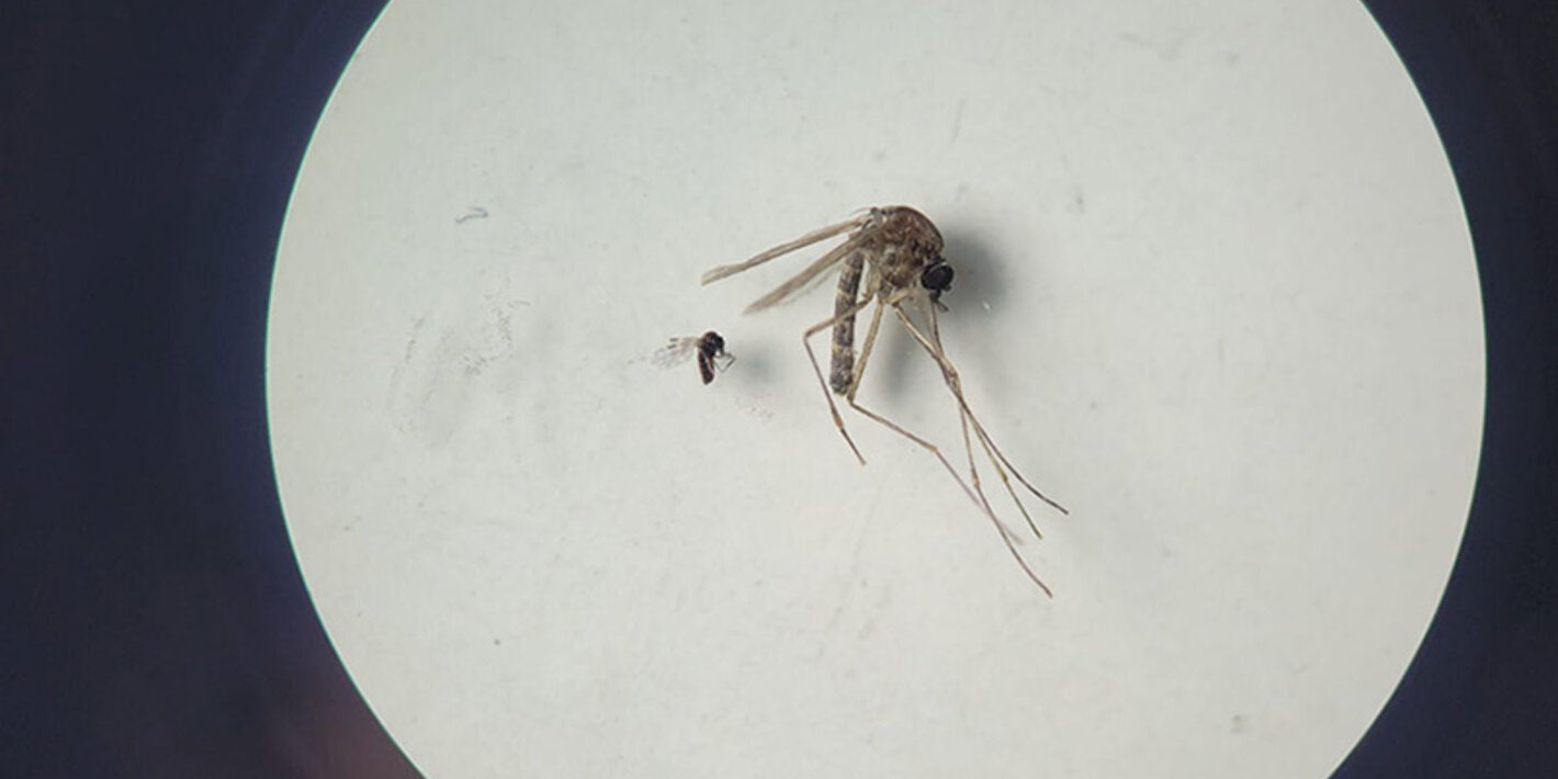 Culicoides paraensis e Culex quinquefasciatus