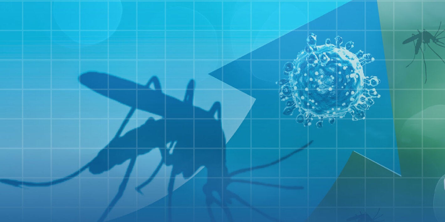 Midge responsible for transmitting Oropouche