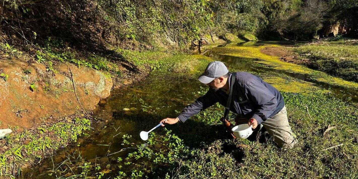Foto de búsqueda y captura de insectos