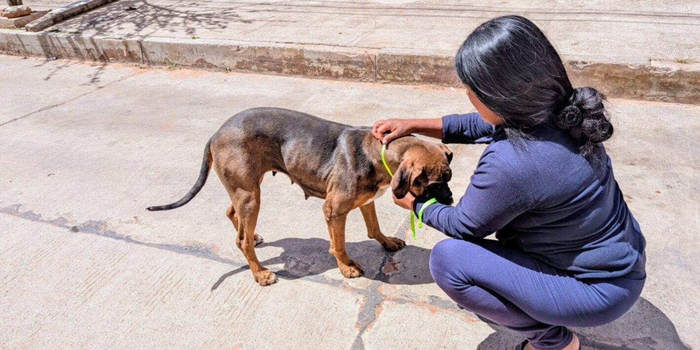 atencion rabia canina