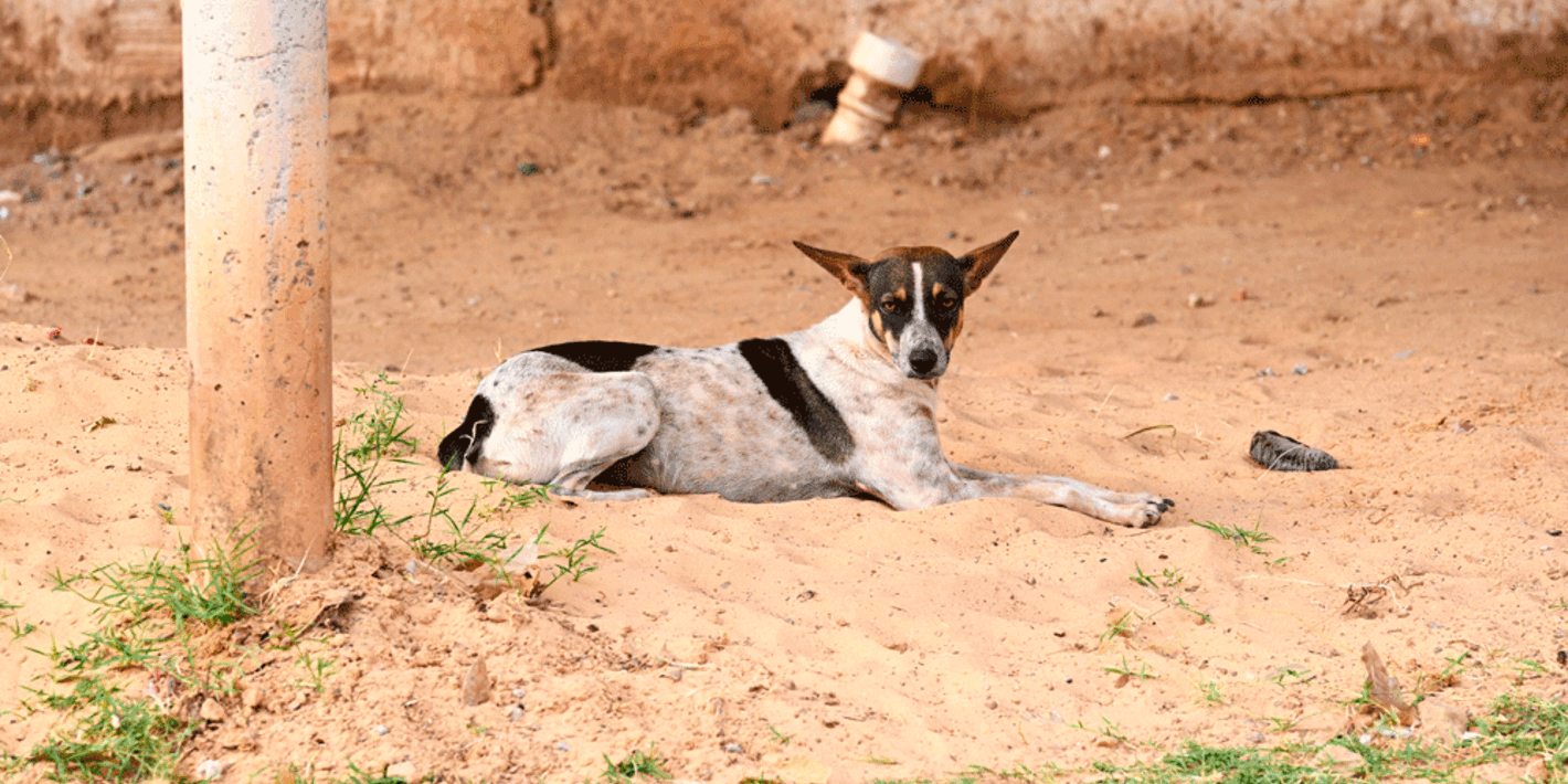 perro tumbado en la calle