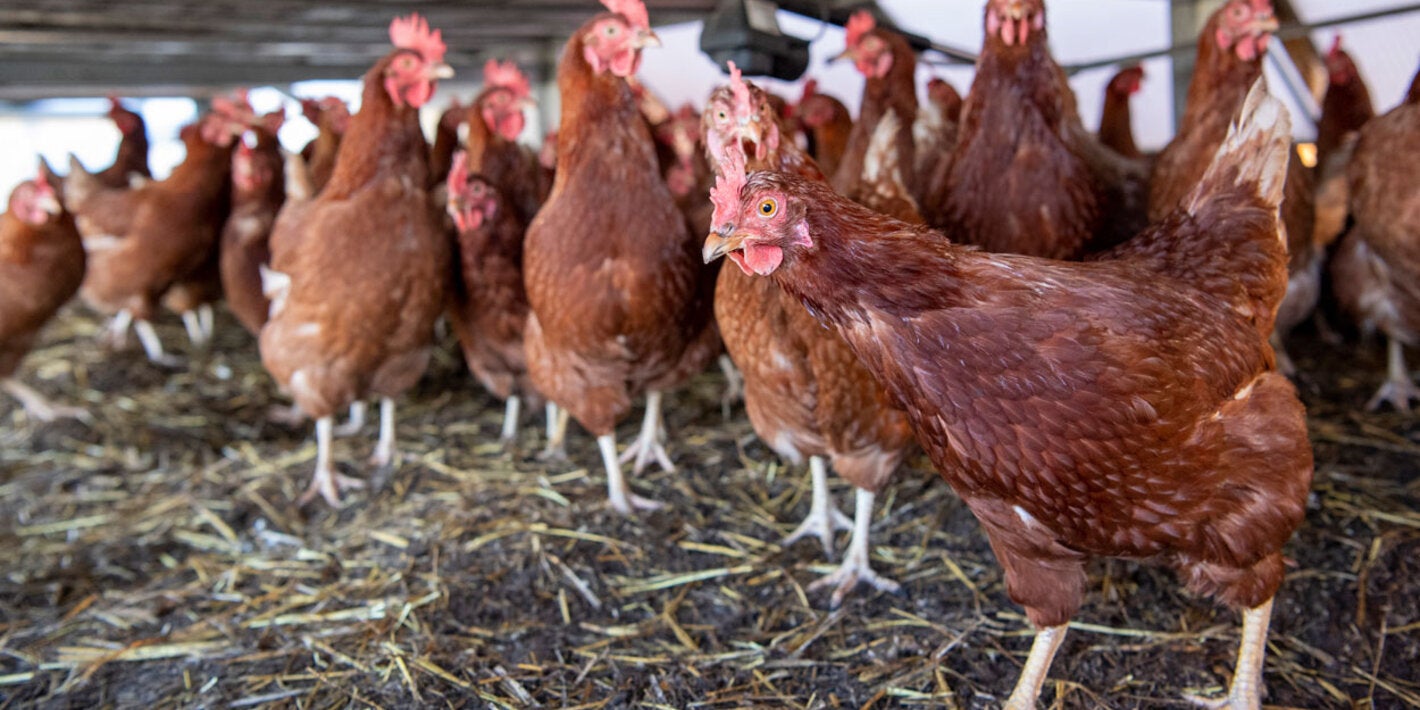 Chickens indoors