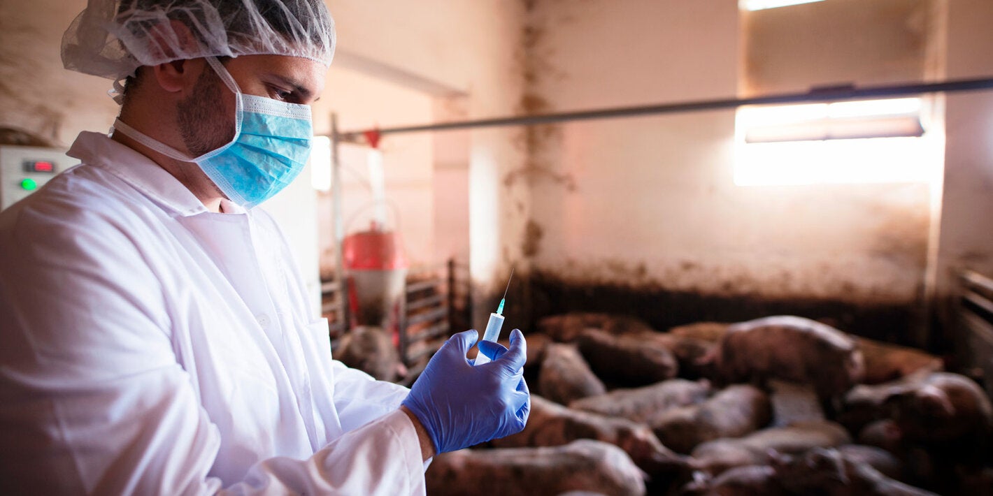 vetrinario con jeringuilla y cerdos detrás