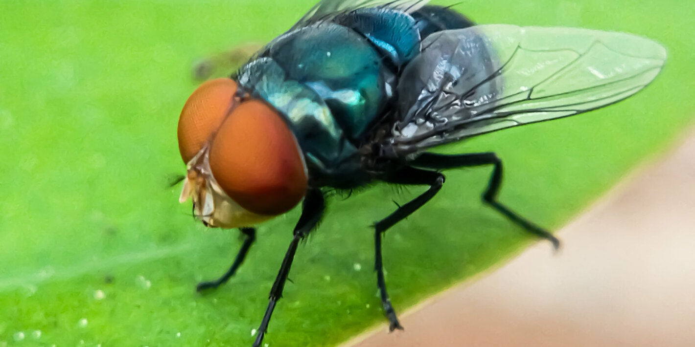 mosca del gusano barrenador