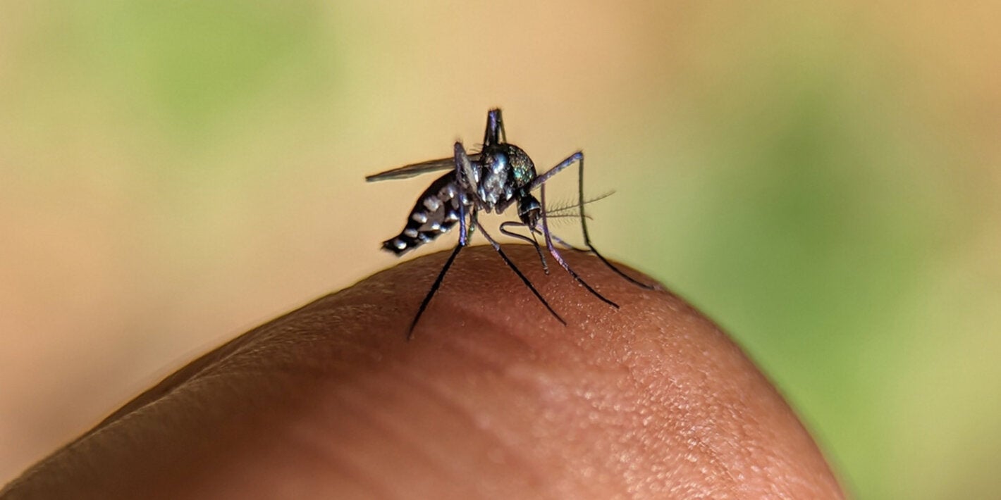 	 haemagogus janthinomys